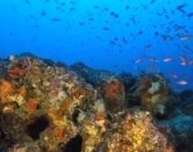 Algae invasion study
